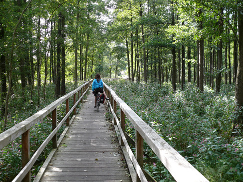Radfahrerin auf Holzsteg durch lichten Wald, umgeben von Wildblumen.Cyclist on wooden footbridge through sparse forest, surrounded by wildflowers.Cyklist på træbro gennem sparsom skov, omgivet af vilde blomster.Fietser op houten loopbrug door dun bos, omringd door wilde bloemen.