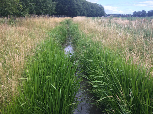 Grasbewachsener Feldweg mit Wassergraben, gesäumt von hohen Bäumen und Wiesen.