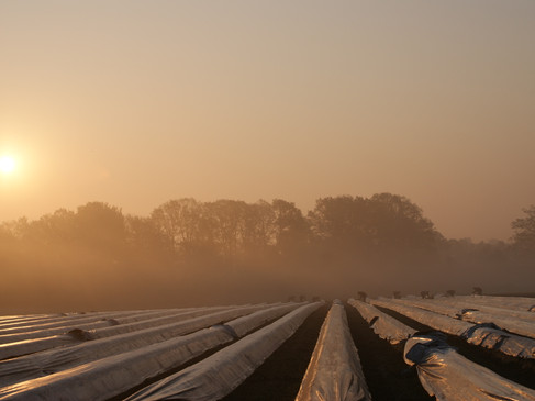 Zonsopgang boven een mistige aspergeboerderij met rijen en bomen op de achtergrond.