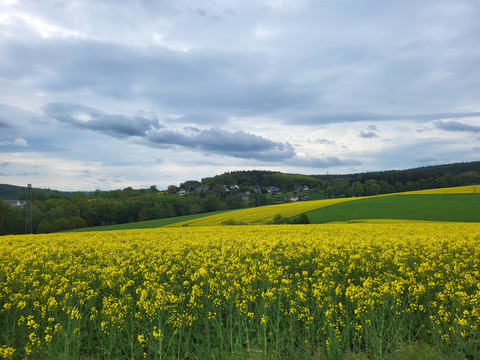 Blick auf das Rapsfeld bei Kleingera