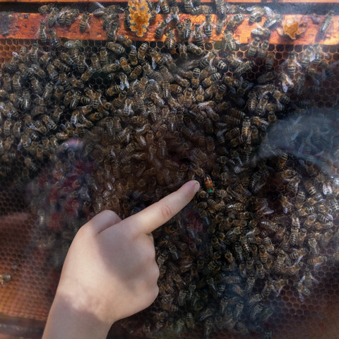 Bienen.jpg