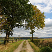 Wanderweg bei Brenkhausen Ein unbefestigter Weg führt zwischen herbstlichen Bäumen hindurch, umgeben von offenen Feldern und Hügeln.