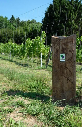 Corveyer Weingarten mit Markierungssteele