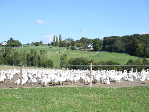 Außenansicht mit Gänsen.JPG