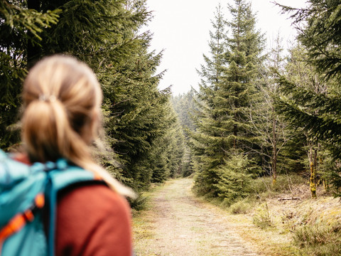 eintauchen in den endlosen Wald