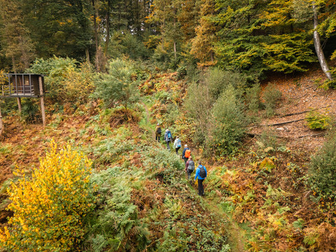 Wanderung auf dem Tuchmacherweg Wandergruppe auf schmalem Pfad durch herbstlichen Wald bei Radevormwald