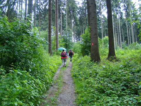 Streifzug „Bensberger Schlossweg“  Wanderer auf einem Waldweg im üppigen, grünen Wald bei Bergisch Gladbach unter bedecktem Himmel.