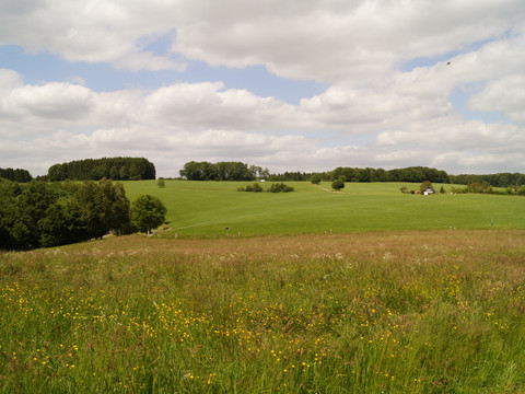 Ausblick am Panoramasteig Weite grüne Wiesenlandschaft unter leicht bewölktem Himmel, Bäume und ein Haus im Hintergrund.