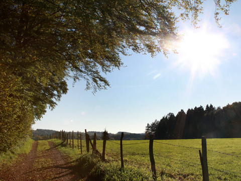 Bergischer Panoramasteig Sonniger Feldweg mit grünem Wiesenrand, Bäumen und einem strahlend blauen Himmel.