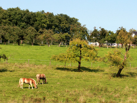 Pferde auf der Weide bei Wolperath <p>Zwei Pferde grasen friedlich auf einer grünen Wiese vor einem Waldrand unter blauem Himmel.</p>