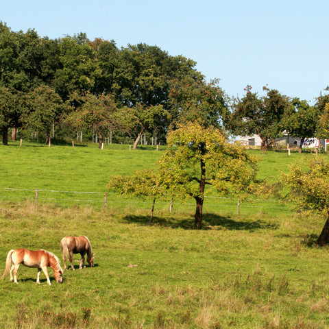 Pferde auf der Weide bei Wolperath Zwei Pferde grasen friedlich auf einer grünen Wiese vor einem Waldrand unter blauem Himmel.