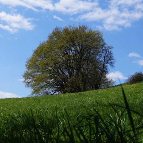 am Derenbach Einsamer Baum auf grüner Wiese unter blauem Himmel mit weißen Wolken.