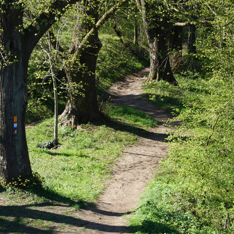Bergischer Weg hinter Stadt Blankenberg Ein schmaler, sonniger Waldweg schlängelt sich durch leuchtend grüne Bäume und Frühlingsvegetation.