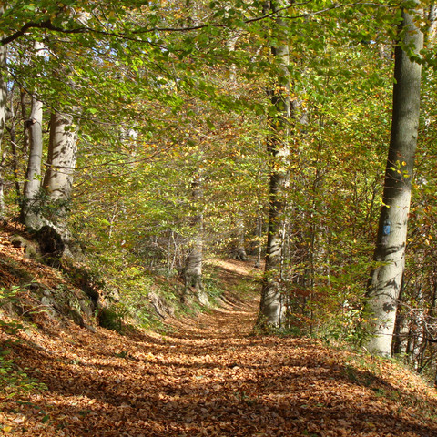 Bergischer Weg im Siebengebirge Ein schmaler, mit Laub bedeckter Wanderweg schlängelt sich durch einen herbstlichen Buchenwald.