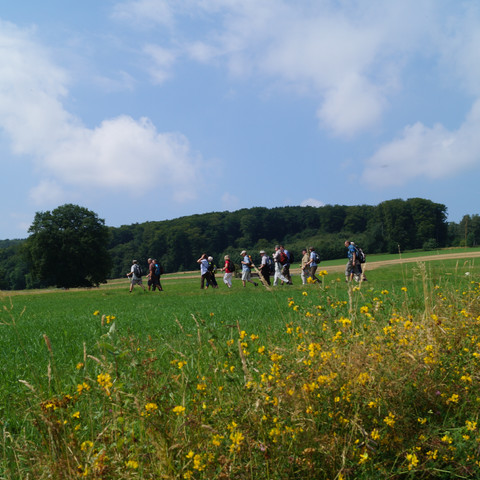 Bergischer Weg bei Ittenbach Eine Gruppe von Wanderern auf einem grünen Feld unter blauem Himmel mit Blumen im Vordergrund.