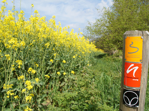 Markierungszeichen Bergischer Weg Ein Wanderweg entlang blühender gelber Rapsfelder mit Wegmarkierungen auf einem Holzpfosten.