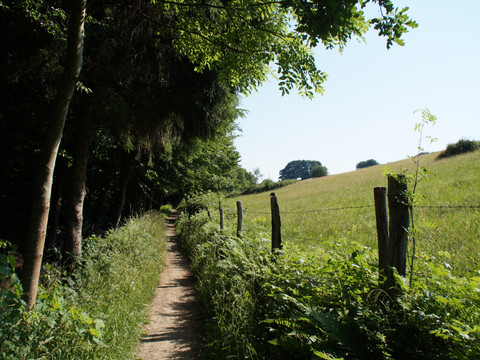 Bergischer Weg Etappe 3 Der schmale Wanderweg führt durch eine grüne Landschaft, flankiert von Bäumen und einem Zaun.