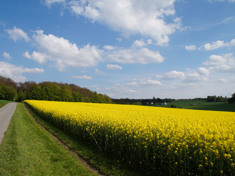 Bergischer Weg Etappe 3 Weites Rapsfeld unter blauem Himmel mit weißen Wolken, flankiert von einer Landstraße links.