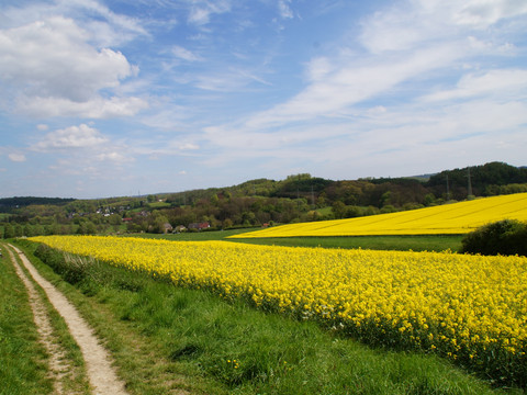 Bergischer Weg Etappe 3 Sommerliche Landschaft mit blühendem Rapsfeld, ländlichem Weg und Hügeln unter blauem Himmel.