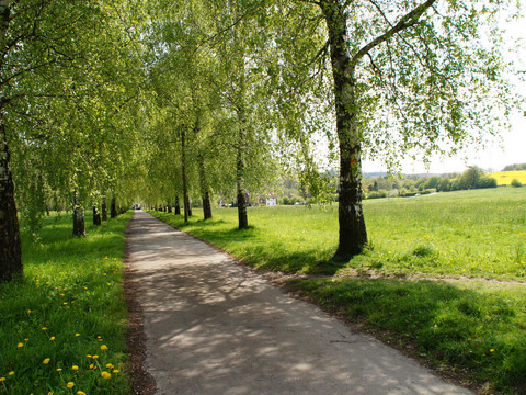 Bergischer Weg Etappe 3 Ein schmaler Weg schlängelt sich durch eine Allee von Birken, umgeben von saftig grünen Wiesen.