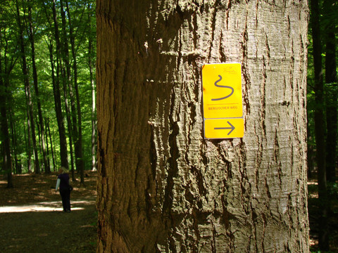 Markierungszeichen Bergischer Weg Gelbes Schild mit schwarzem Serpentinen-Symbol und Pfeil auf Baumrinde im sonnigen Wald angebracht.