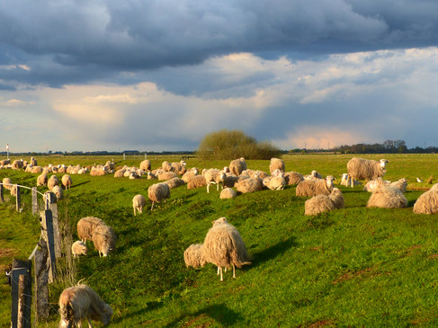 Schafe weiden auf einer grünen Wiese unter dramatischem, bewölkten Himmel.