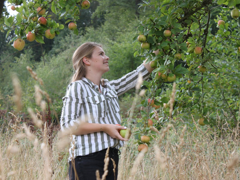 Junge Frau pflückt Äpfel von einem Baum auf einer Wiese an einem Spätsommertag.