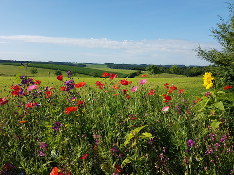 odenthal-oberodenthal