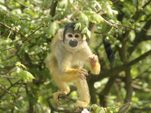 18_21_affen-und-vogelpark_reichhofs-eckenhagen_kurverwaltung-reichshof