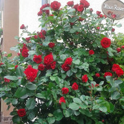 haus-rosen-rosenstock Rosenbusch mit roten Rosenblüten