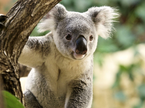 Koala Mullaya