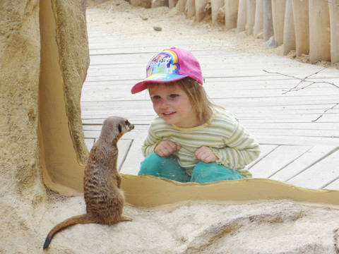 Erdmännchen im Zoo Hoyerswerda