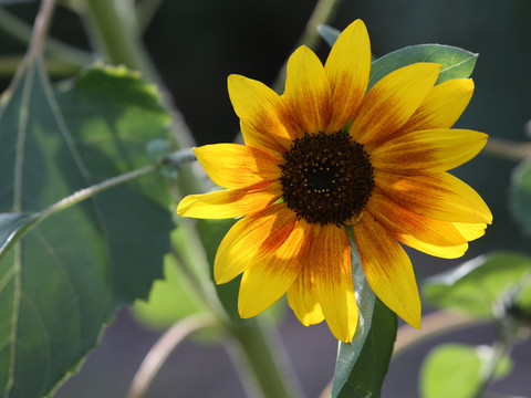 Sonnenblume in voller Blüte vor unscharfem, grünem Hintergrund.Sunflower in full bloom against a blurred green background.Slunečnice v plném květu na rozmazaném zeleném pozadí.Słonecznik w pełnym rozkwicie na rozmytym zielonym tle.Zonnebloem in volle bloei tegen een onscherpe groene achtergrond.Girasole in piena fioritura su sfondo verde sfocato.