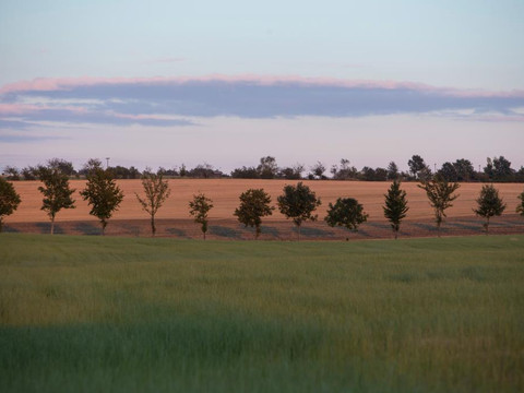 Reihe von jungen Bäumen vor einem goldenen Feld unter blauem Himmel mit rosa Wolken.Row of young trees in front of a golden field under a blue sky with pink clouds.Řada mladých stromků před zlatým polem pod modrou oblohou s růžovými mraky.Rząd młodych drzew przed złotym polem pod błękitnym niebem z różowymi chmurami.Rij jonge bomen voor een gouden veld onder een blauwe lucht met roze wolken.Fila di giovani alberi davanti a un campo dorato sotto un cielo blu con nuvole rosa.