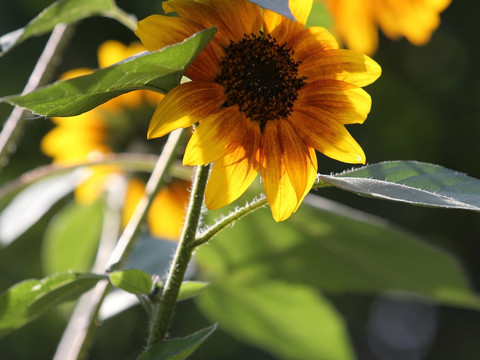Sonnenblumenblüte unter grünem Blattwerk in hellem Sonnenlicht.Sunflower blossom under green foliage in bright sunlight.Květ slunečnice pod zelenými listy na jasném slunci.Słonecznik kwitnie pod zielonymi liśćmi w jasnym świetle słonecznym.Zonnebloemen bloeien onder groen gebladerte in fel zonlicht.I girasoli fioriscono sotto il fogliame verde in piena luce solare.