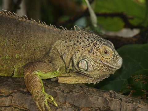 image Ein grüner Leguan liegt auf einem Baumstamm in tropischer Umgebung.A green iguana lies on a tree trunk in a tropical environment.Leguán zelený leží na kmeni stromu v tropickém prostředí.Legwan zielony leży na pniu drzewa w środowisku tropikalnym.Een groene leguaan ligt op een boomstam in een tropische omgeving.Un'iguana verde giace su un tronco d'albero in un ambiente tropicale.
