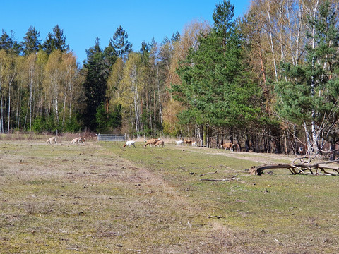 Ziegen und Schafe grasen auf einer Lichtung am Waldrand, umgeben von Bäumen und offener Fläche.Goats and sheep graze in a clearing at the edge of the forest, surrounded by trees and open space.Na mýtině na okraji lesa, obklopené stromy a volným prostranstvím, se pasou kozy a ovce.Kozy i owce pasą się na polanie na skraju lasu, w otoczeniu drzew i otwartej przestrzeni.Geiten en schapen grazen op een open plek aan de rand van het bos, omringd door bomen en open ruimte.Capre e pecore pascolano in una radura ai margini della foresta, circondata da alberi e spazi aperti.