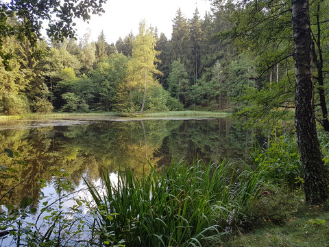 A tranquil pond surrounded by trees reflects the surrounding nature.
