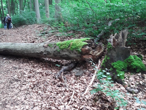 Ein umgestürzter Baum im Wald mit Moos bewachsenem Stamm auf einem Laubweg.A fallen tree in the forest with a moss-covered trunk on a leafy path.Padlý strom v lese s mechem porostlým kmenem na listnaté cestě.Powalone drzewo w lesie z pniem pokrytym mchem na liściastej ścieżce.Een omgevallen boom in het bos met een met mos bedekte stam op een lommerrijk pad.Un albero caduto nella foresta con il tronco ricoperto di muschio su un sentiero frondoso.
