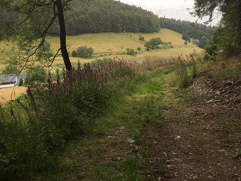 Wandern Rehefeld