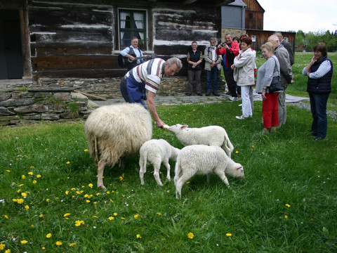 Vogtländisches Freilichtmuseum Eubabrunn Ein Hirte füttert Schafe, umgeben von Besuchern im Freilichtmuseum Eubabrunn.A shepherd feeds sheep, surrounded by visitors in the Eubabrunn Open-Air Museum.Pastýř krmí ovce obklopen návštěvníky skanzenu Eubabrunn.Pasterz karmi owce w otoczeniu zwiedzających w skansenie Eubabrunn.Een herder voert schapen omringd door bezoekers in het Openluchtmuseum Eubabrunn.Un pastore nutre le pecore circondato dai visitatori del Museo all'aperto di Eubabrunn.