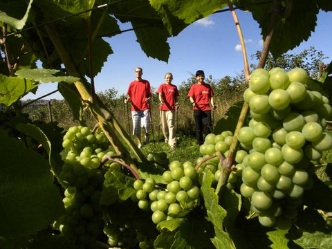 Nordic Walking entlang der Weinstrecke in Meißen Nordic Walker in Rot durchstreifen eine Weinlandschaft mit üppigen grünen Trauben im Vordergrund.Nordic walkers in red roam through a vineyard landscape with lush green grapes in the foreground.Severští chodci v červeném se procházejí krajinou vinic se svěžími zelenými hrozny v popředí.Nordic walkerzy w czerwieni przemierzają krajobraz winnic z bujnymi zielonymi winogronami na pierwszym planie.Nordic walkers in het rood lopen door een wijngaardlandschap met weelderige groene druiven op de voorgrond.I nordic walker in rosso si aggirano in un paesaggio di vigneti con uve verdi in primo piano.
