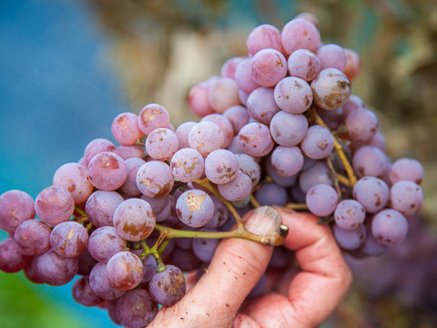 Kerlingtrauben bei der Lese
