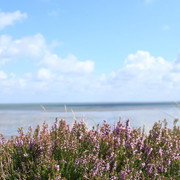 Braderuper Heide am Wattenmeer
