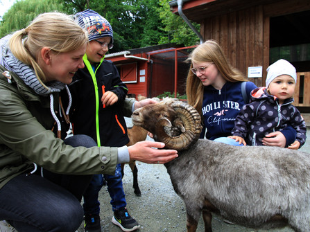 Wingster Waldzoo_Familie im Streichelzoo Familie streichelt im Wingster Waldzoo ein Mufflon und erlebt hautnahen Tierkontakt im Freigehege.