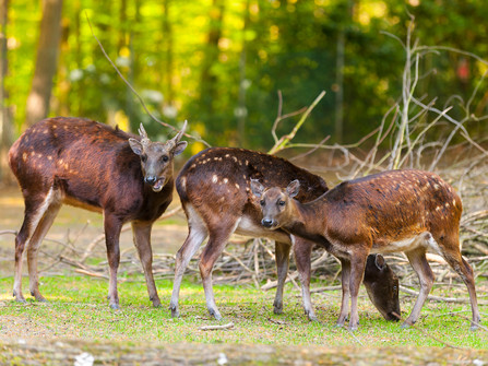 Wingster Waldzoo Prinz-Alfred-Hirsche Drei Prinz-Alfred-Hirsche stehen im grünen Gehege des Wingster Waldzoos, umgeben von Licht und Wald.