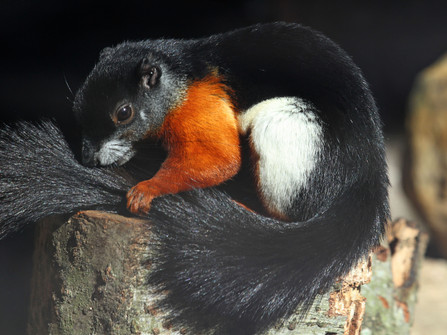 Wingster Waldzoo_Schönhörnchen Schönhörnchen mit rot, weiß und schwarzem Fell sitzt auf einem Baumstamm im Wingster Waldzoo.