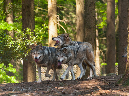 Wingster Waldzoo_Wolfstrio Drei Wölfe streifen durch den schattigen Wald im Wingster Waldzoo, umgeben von dichtem Grün.