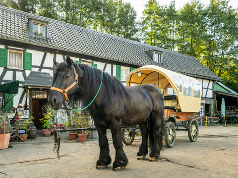 Gammersbacher Mühle  Pferdekutsche mit schwarzem Pferd vor einem Fachwerkhaus in ländlicher Umgebung.