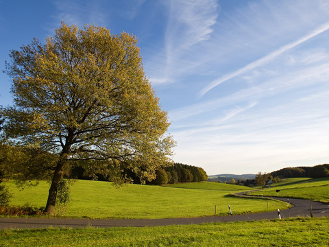 Auf dem Weg nach Ommberborn ```html <p>Grüne, sanft geschwungene Landschaft mit einem großen Baum und einer kurvigen Straße bei blauem Himmel.</p> ```